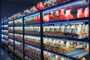 Selection of Rental Skates